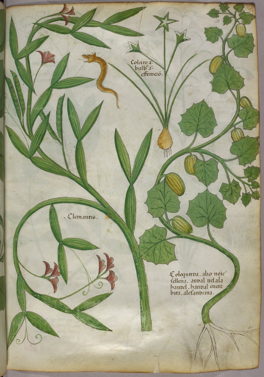 Botanical illustration of plants, including a clematis, and a snake, c.1440 by Italian School