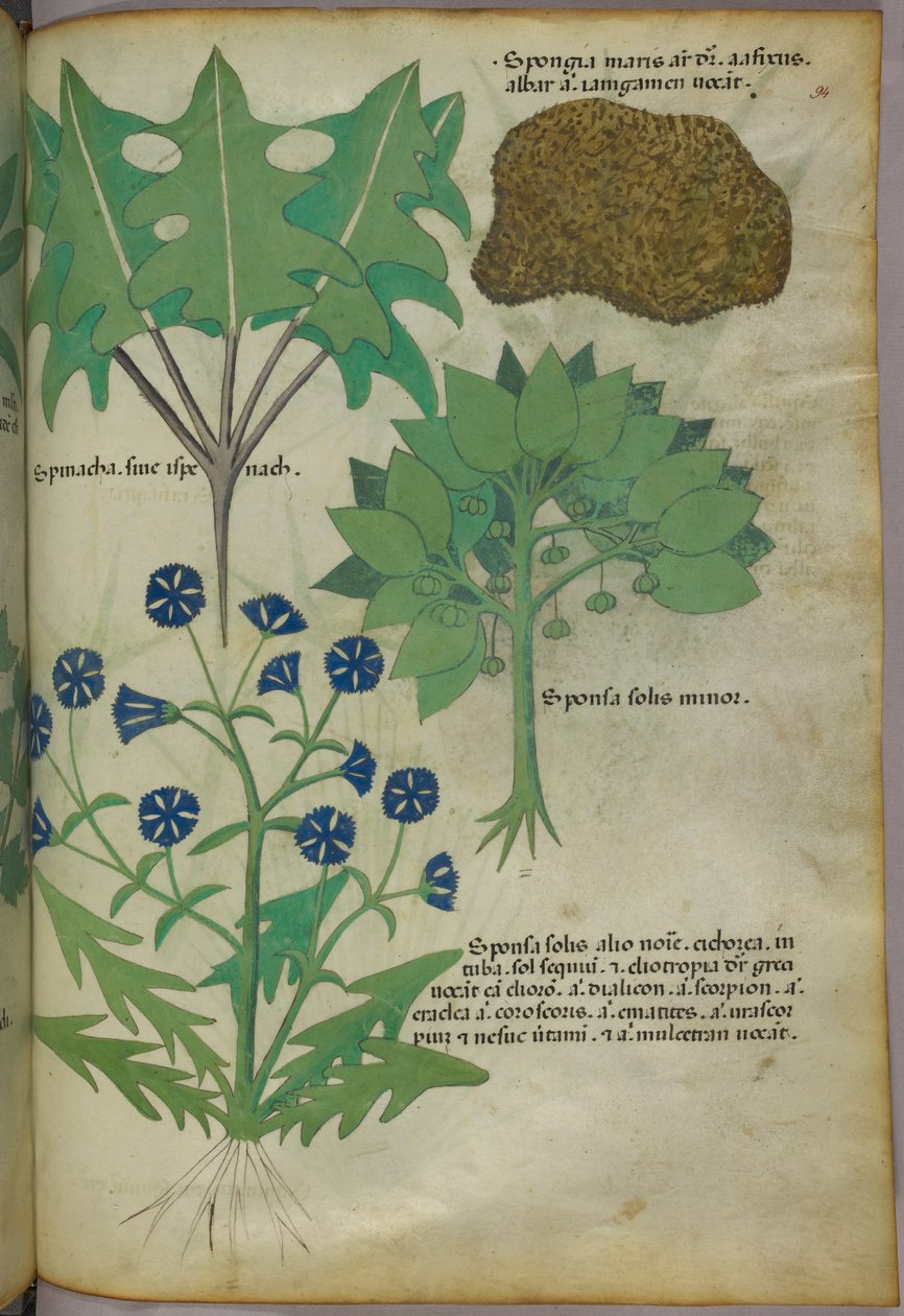 Botanical illustration of plants, including a sponge, c.1440 by Italian School