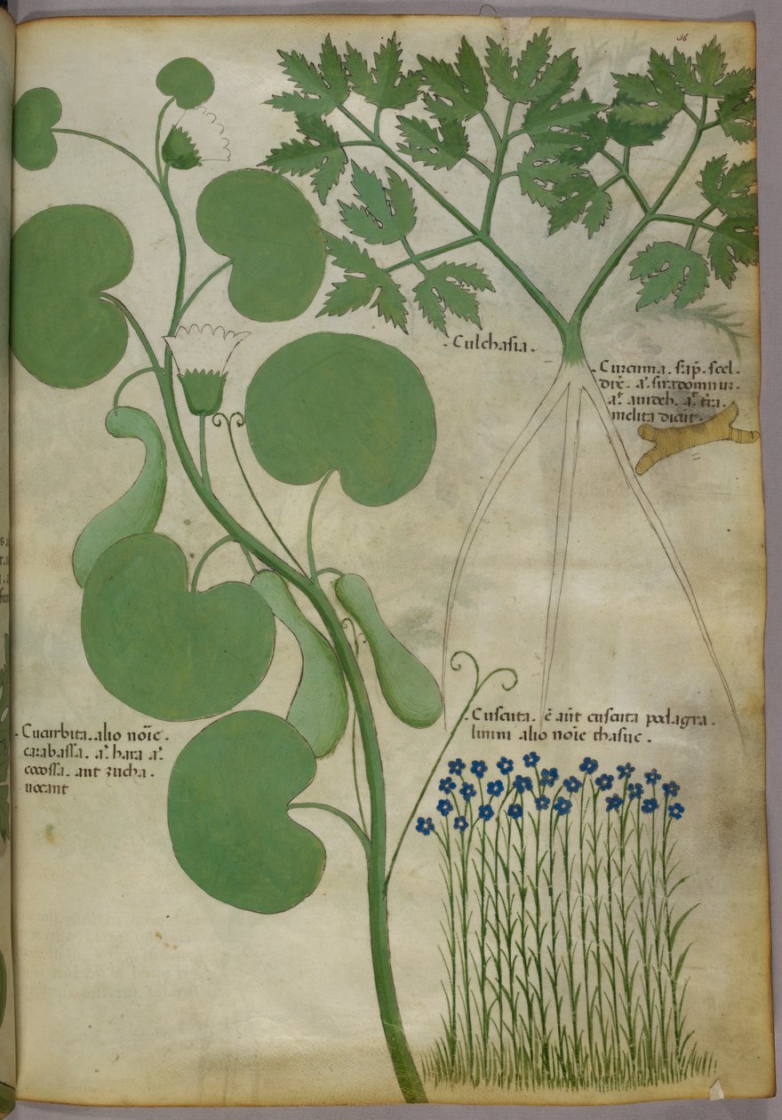 Botanical illustration of plants, including flowers, c.1440 by Italian School