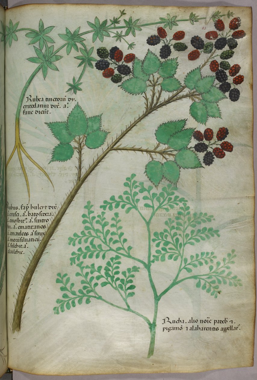 Botanical illustrations of madder, blackberry, rue, c.1440 by Italian School