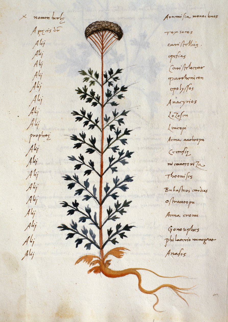 Artemisia, medicinal plant from a 