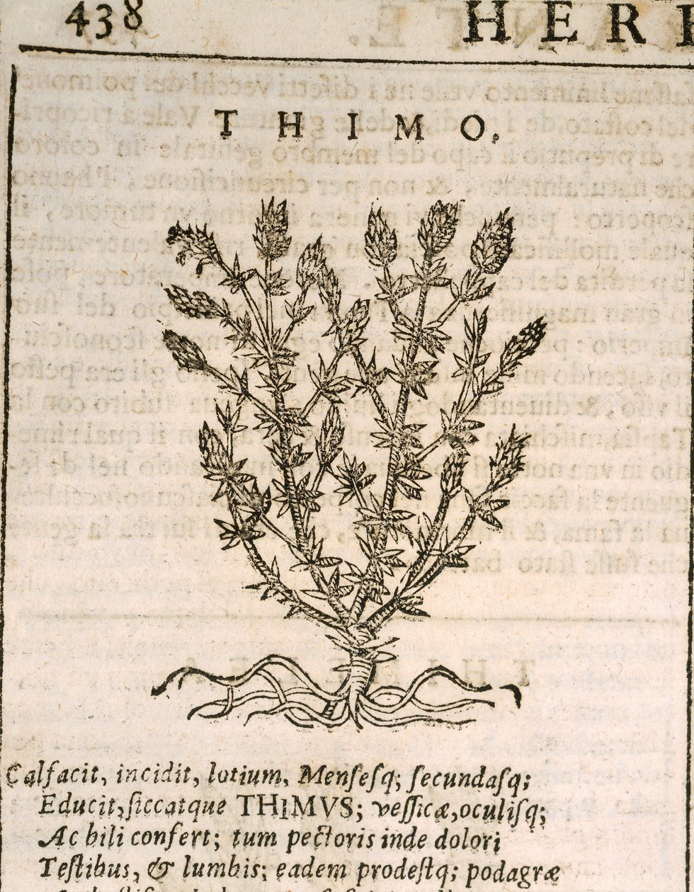 Common Thyme (Thymus vulgaris), engraving by Castore Durante by Italian School