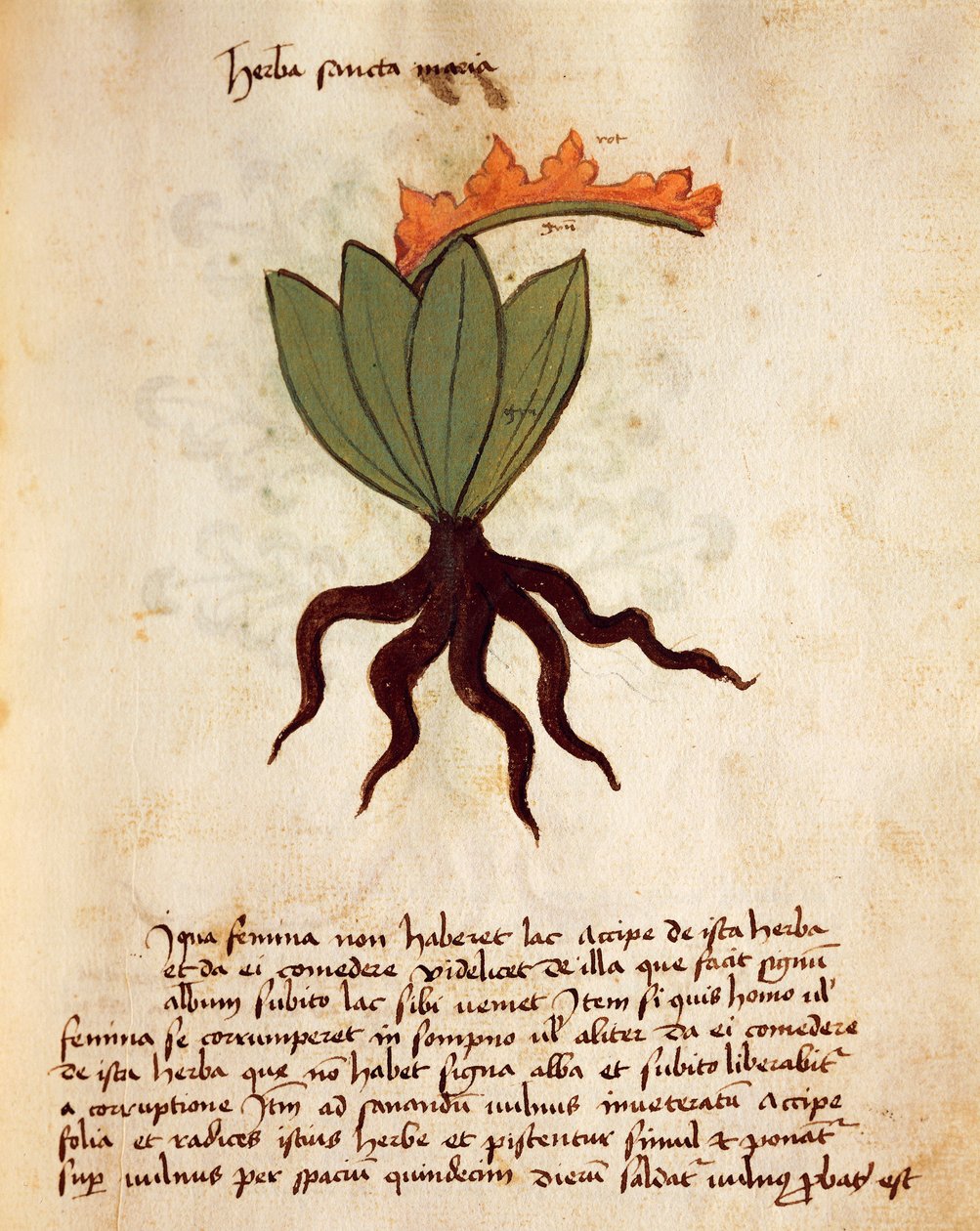 Costmary or Balsam herb (Tanacetum balsamita) by Italian School