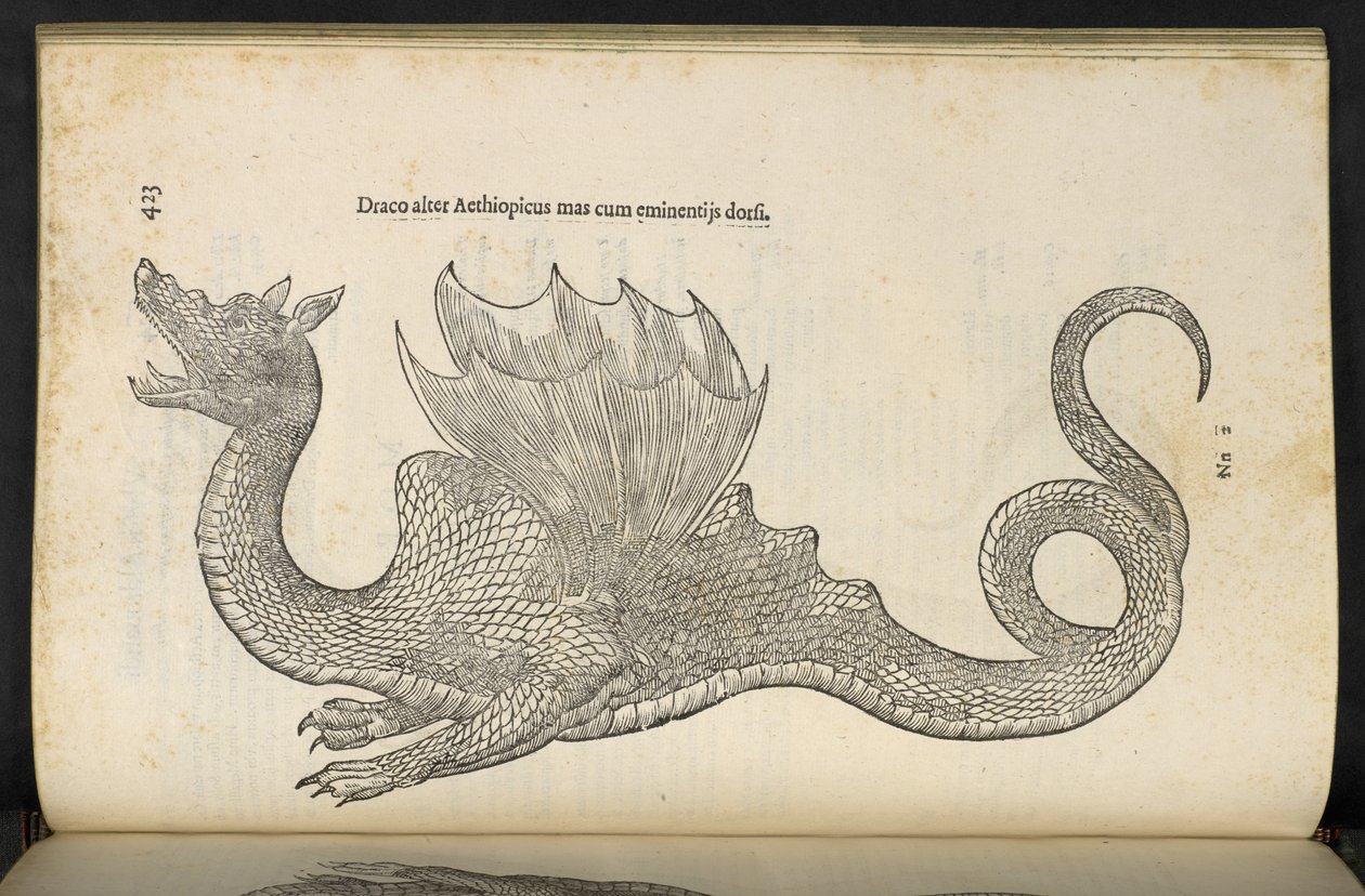 Ethiopian Dragon Serpentum, et draconum historiae libri duo, Bologna by Ulisse Aldrovandi by Italian School