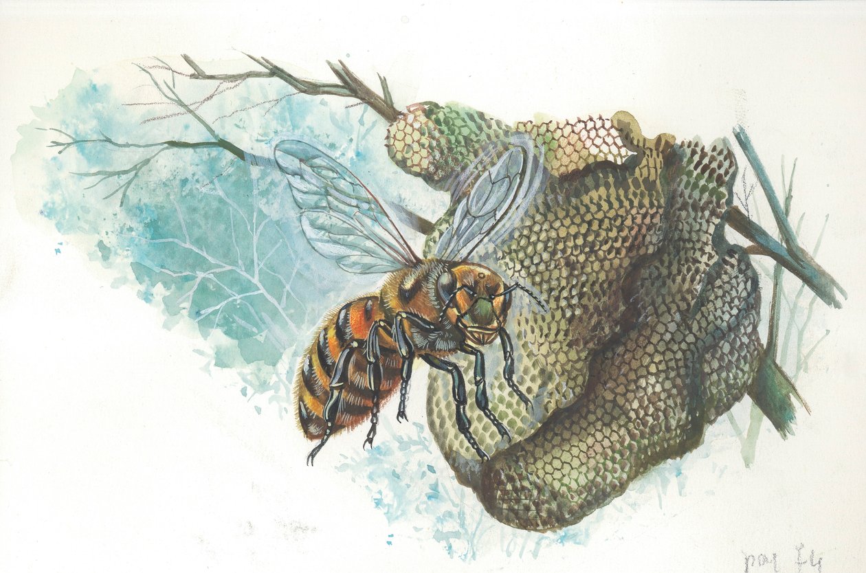 European Honey Queen Bee at the Hive by Italian School