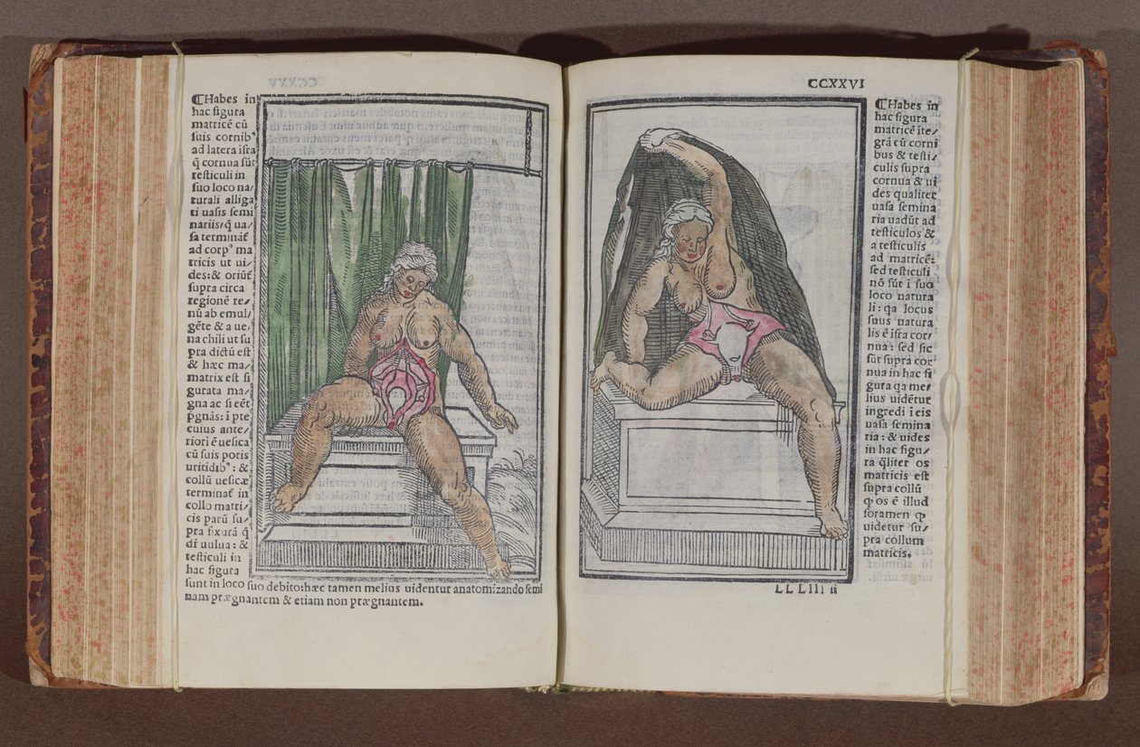 Female anatomy, from Commentaria cum amplissimis additionibus super anatomiam mundini, by Jacopo Berengario da Carpi published in Bologna, 1521 by Italian School