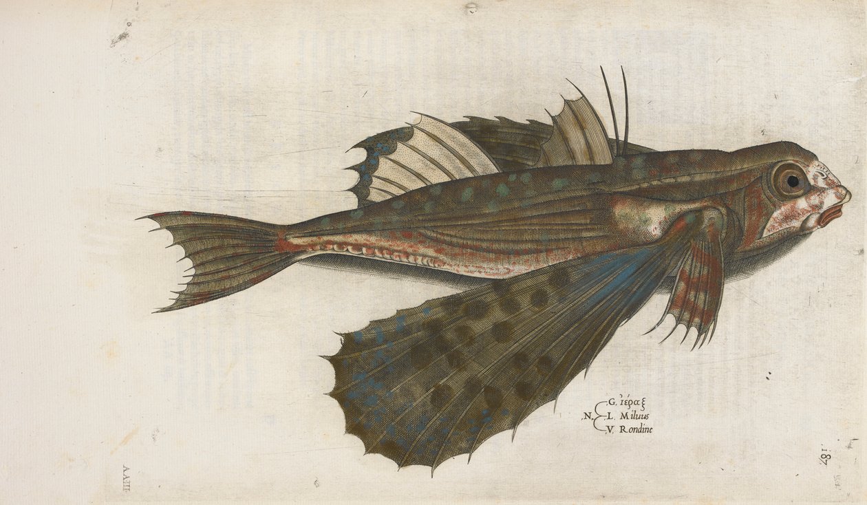 School Of Flying Fish School Of Flying Fish | Shelly Bay Artists