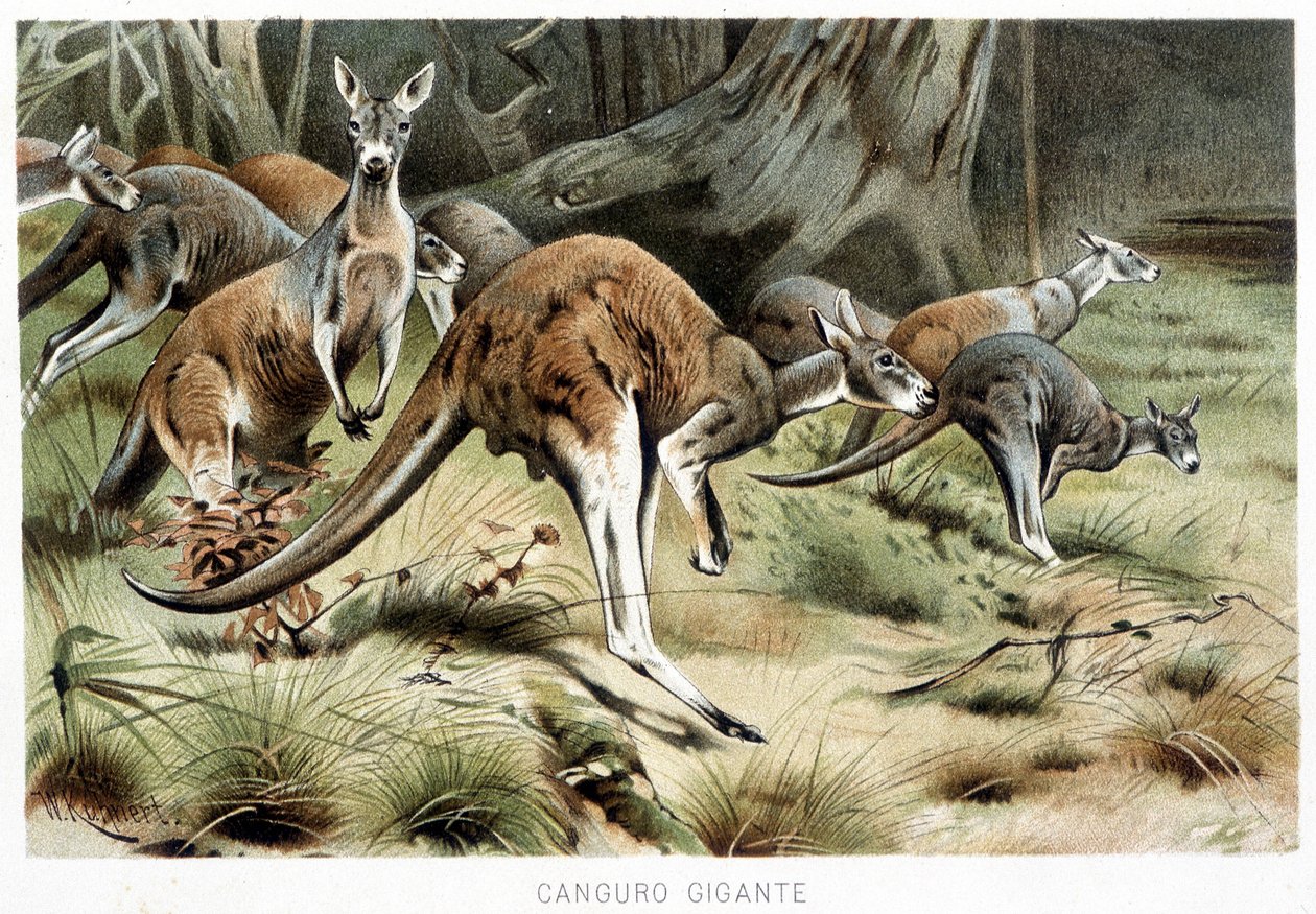 In La vita degli animali by Italian School