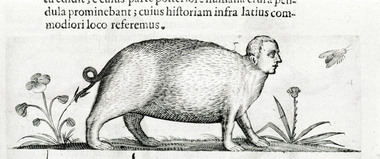 The manticore - in 