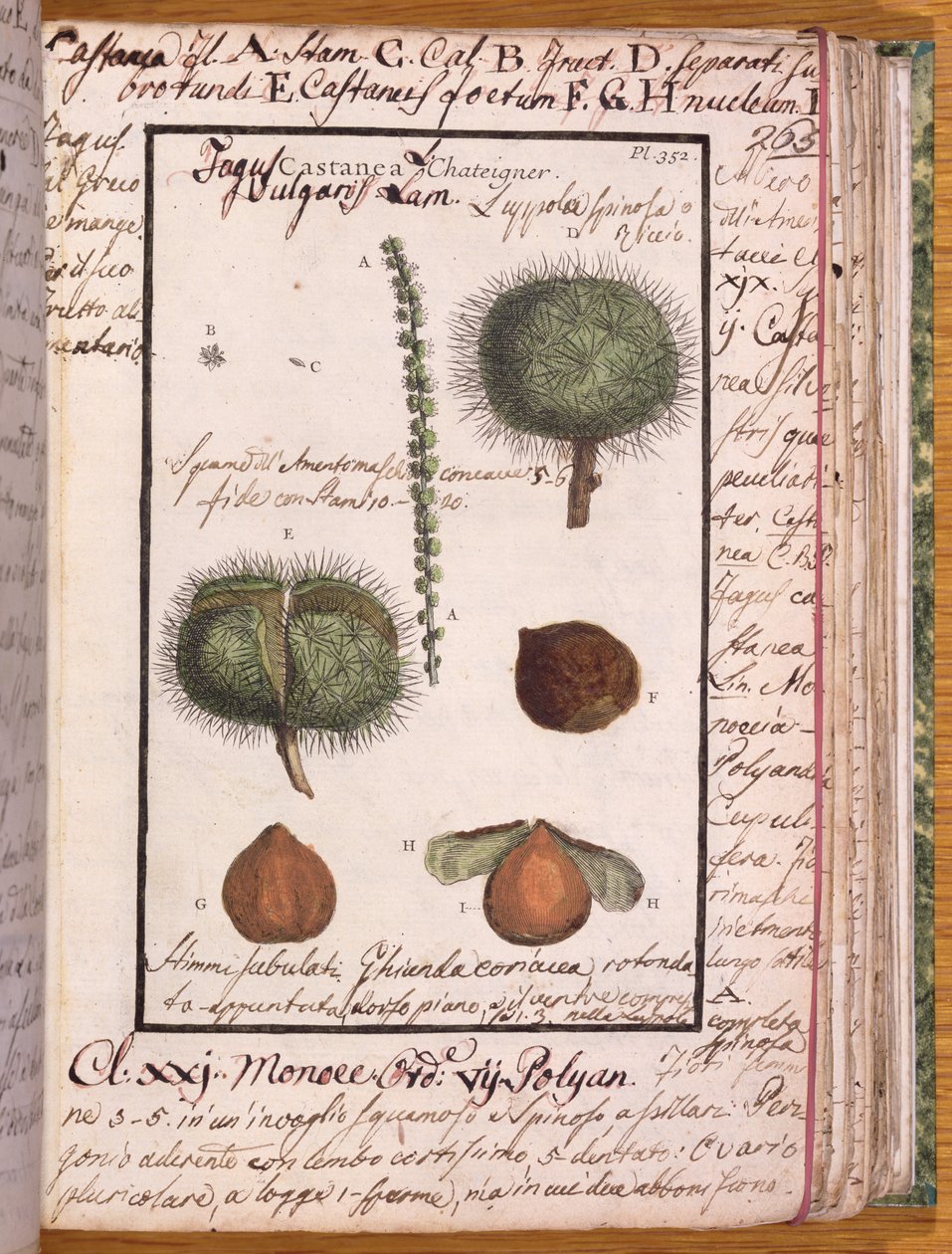 Chestnut, from Dizionario di Botanica by Italian School