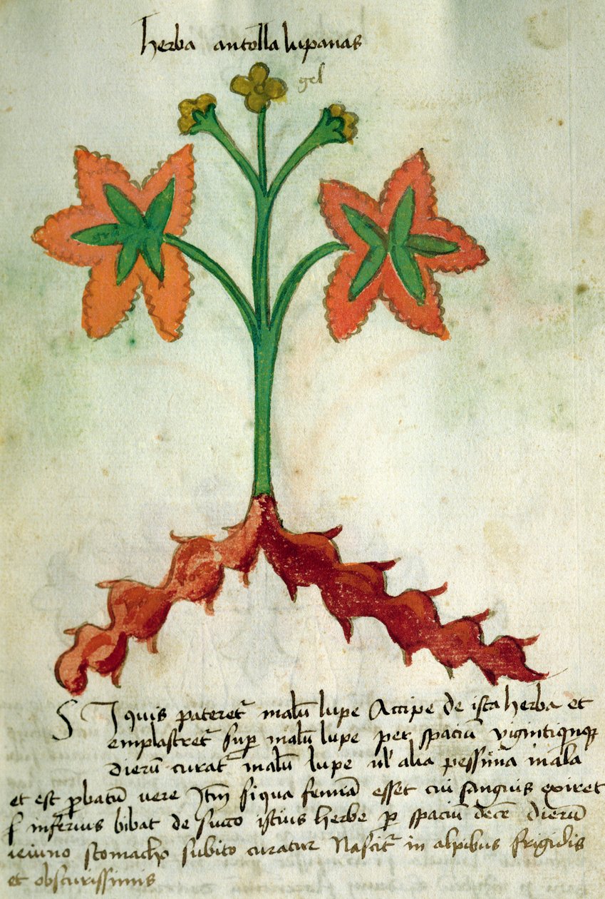 Herba Antollas Lupanas, from 