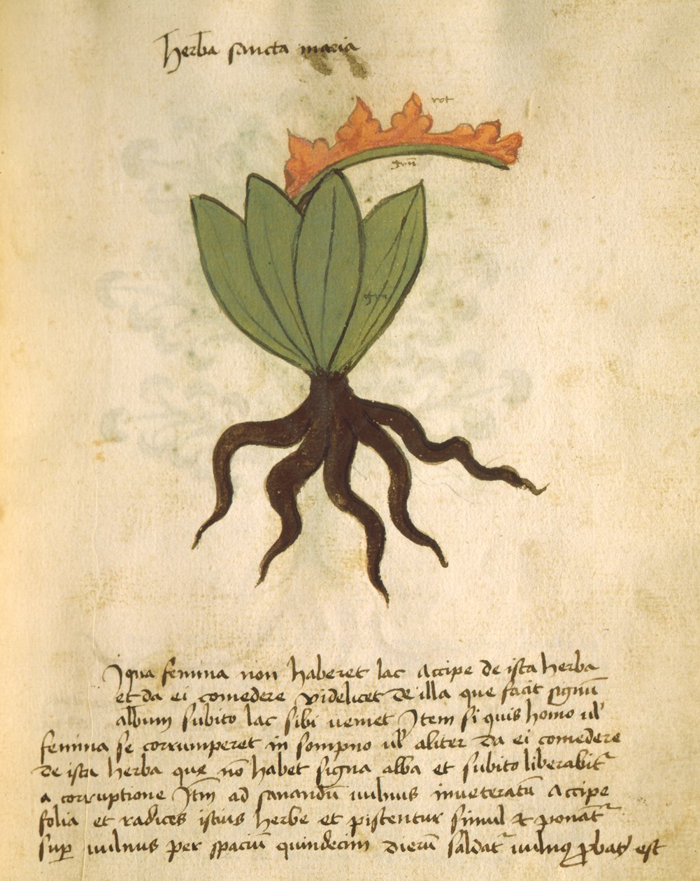 Herba Santa Maria, from Liber Herbarius una cum rationibus conficiendi medicamenta by Orgione Rizzardo by Italian School