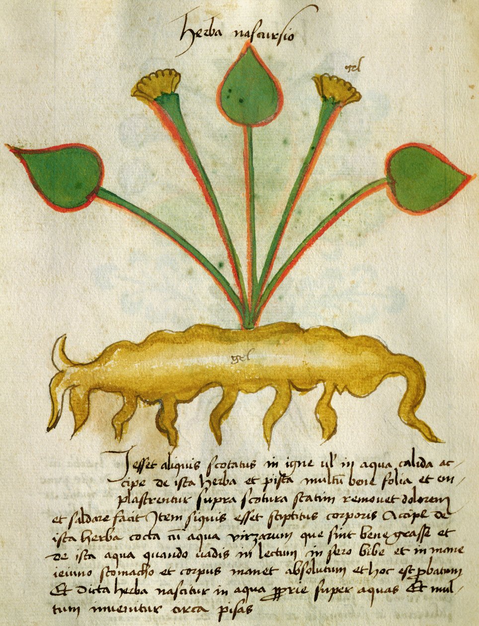 Herba Nastrusio, from 