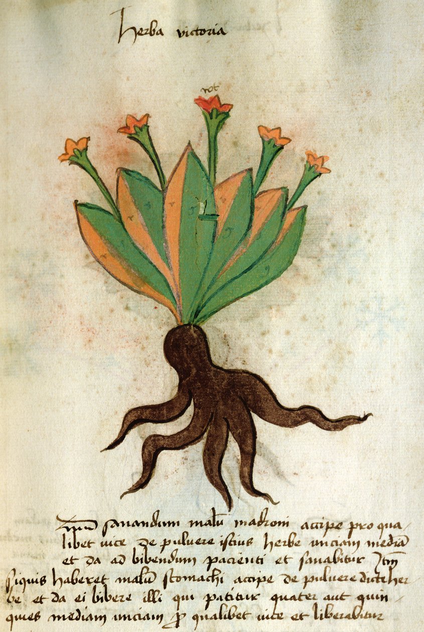 Herba Victoria, from 