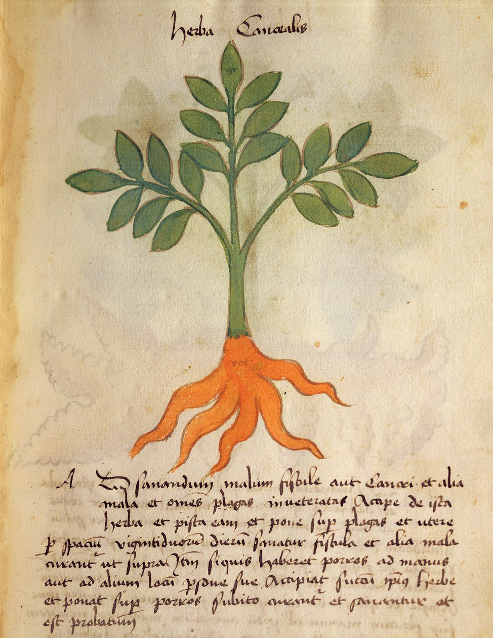 Herba Cancealis, from 