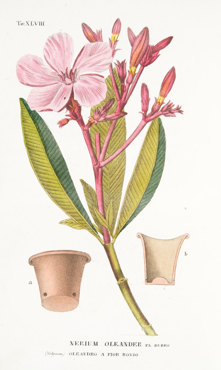 Nerium Oleander el Bubro, Plate XLVIII, from LAntotrofia Ossia La Coltivazione DeFiori by Antonio Piccioli, pub.1834  by Italian School