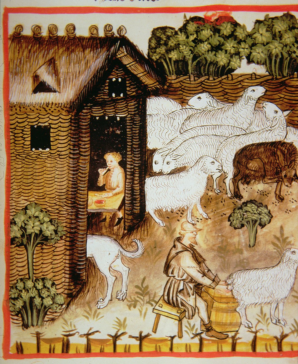 Sheep farming: sweet milk, from Tacuinum Sanitatis by Italian School