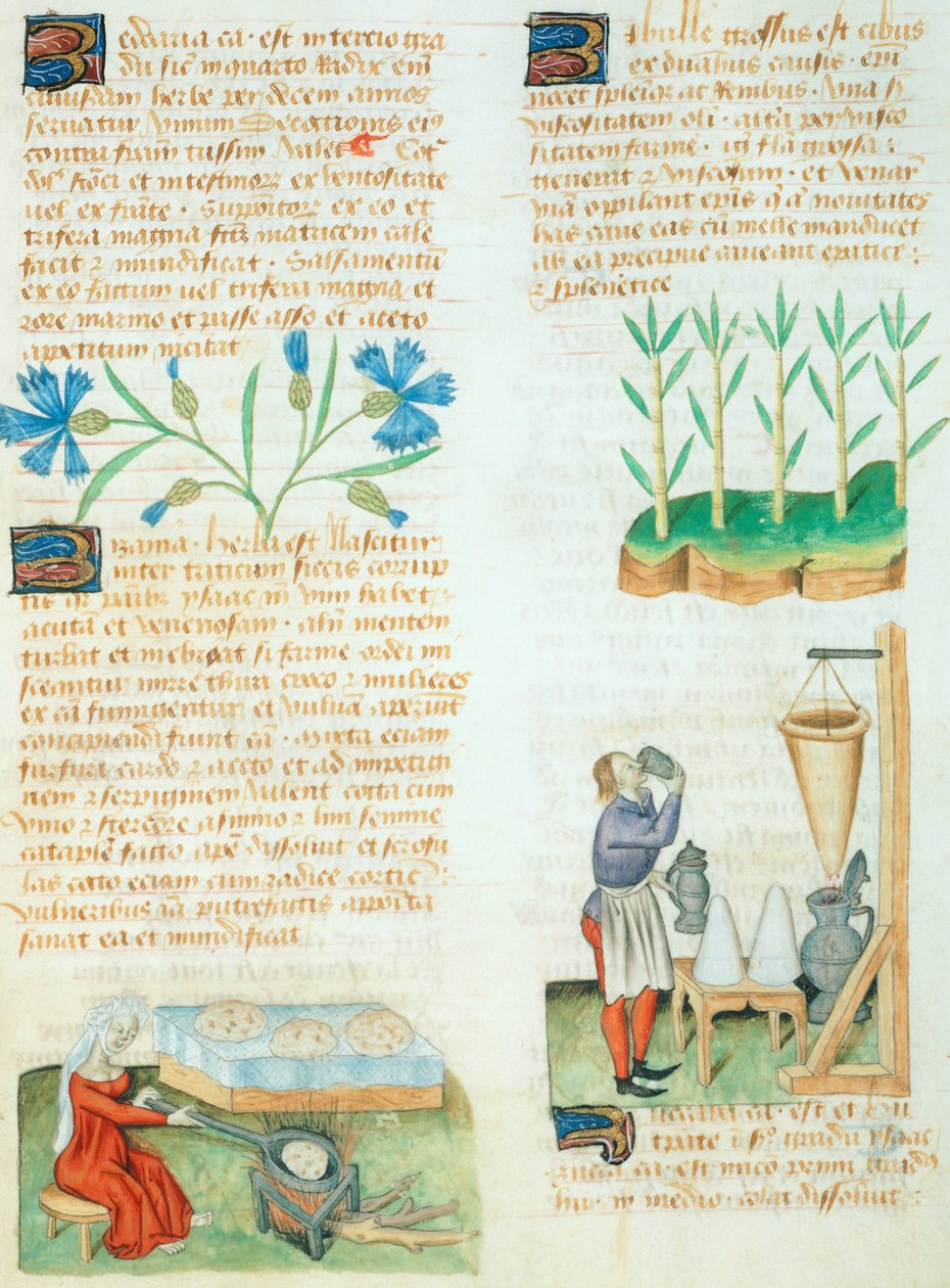 Page from the Tractatus de Herbis by Dioscorides Pedanius by Italian School