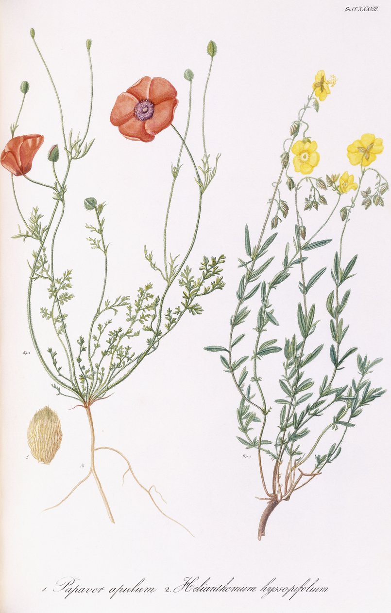 Papaver Apulum and Helianthemum Hyssopifolum by Italian School