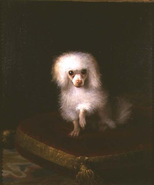 Poodle on a cushion by Italian School