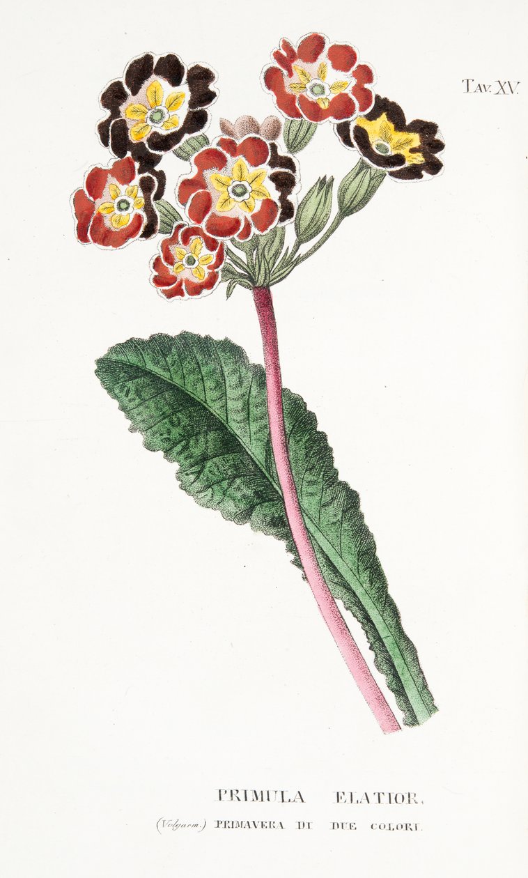 Primula Elatior, Plate XV, from L