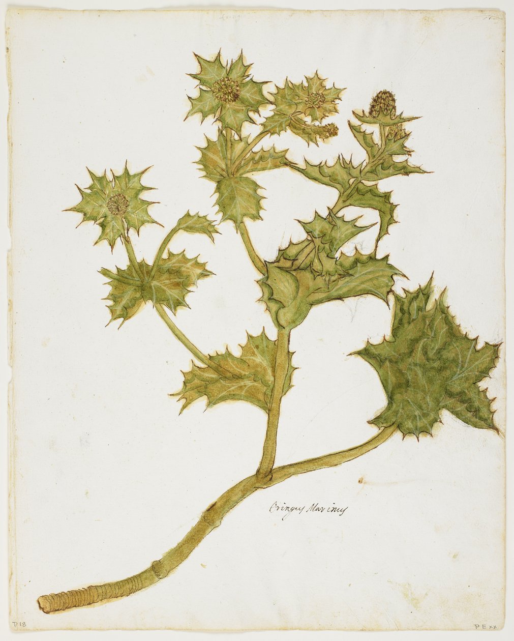 Sea Holly (Eringium Maritimum) by Italian School