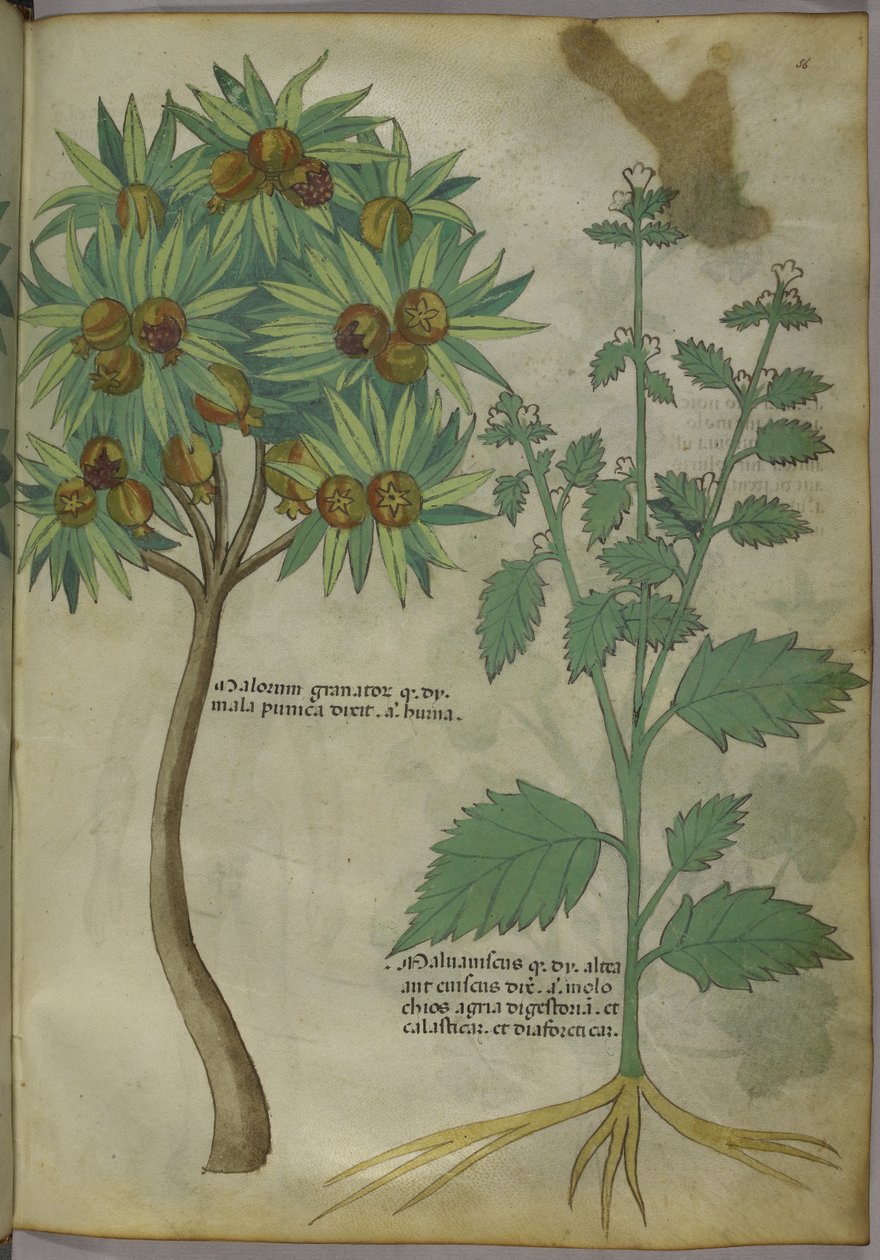Tractatus de Herbis, c.1440 by Italian School