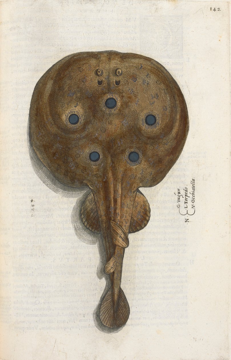 Torpedo fish, illustration from 'Aquatilium Animalium Historiae liber ...
