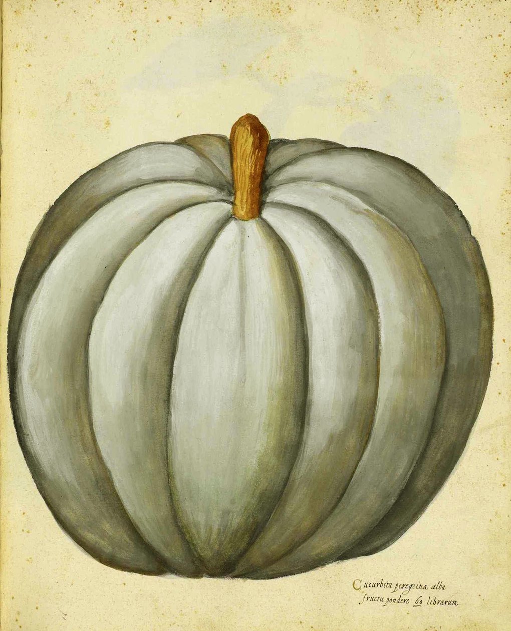 White Squash by Ulisse Aldrovandi by Italian School