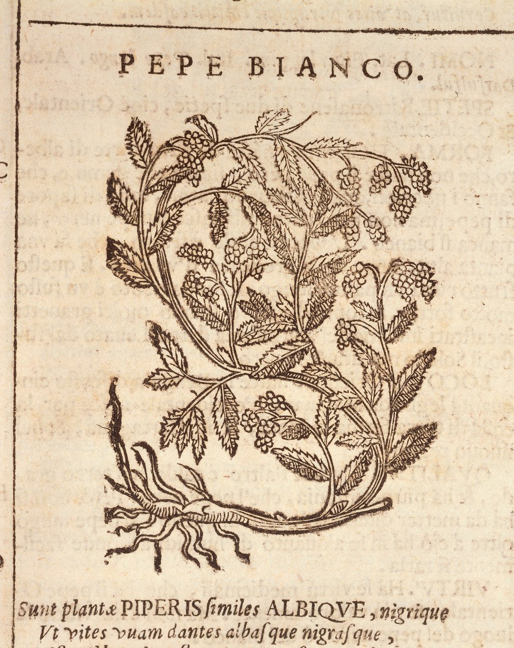 White pepper from black pepper plant (Piper nigrum), engraving by Castore Durante by Italian School