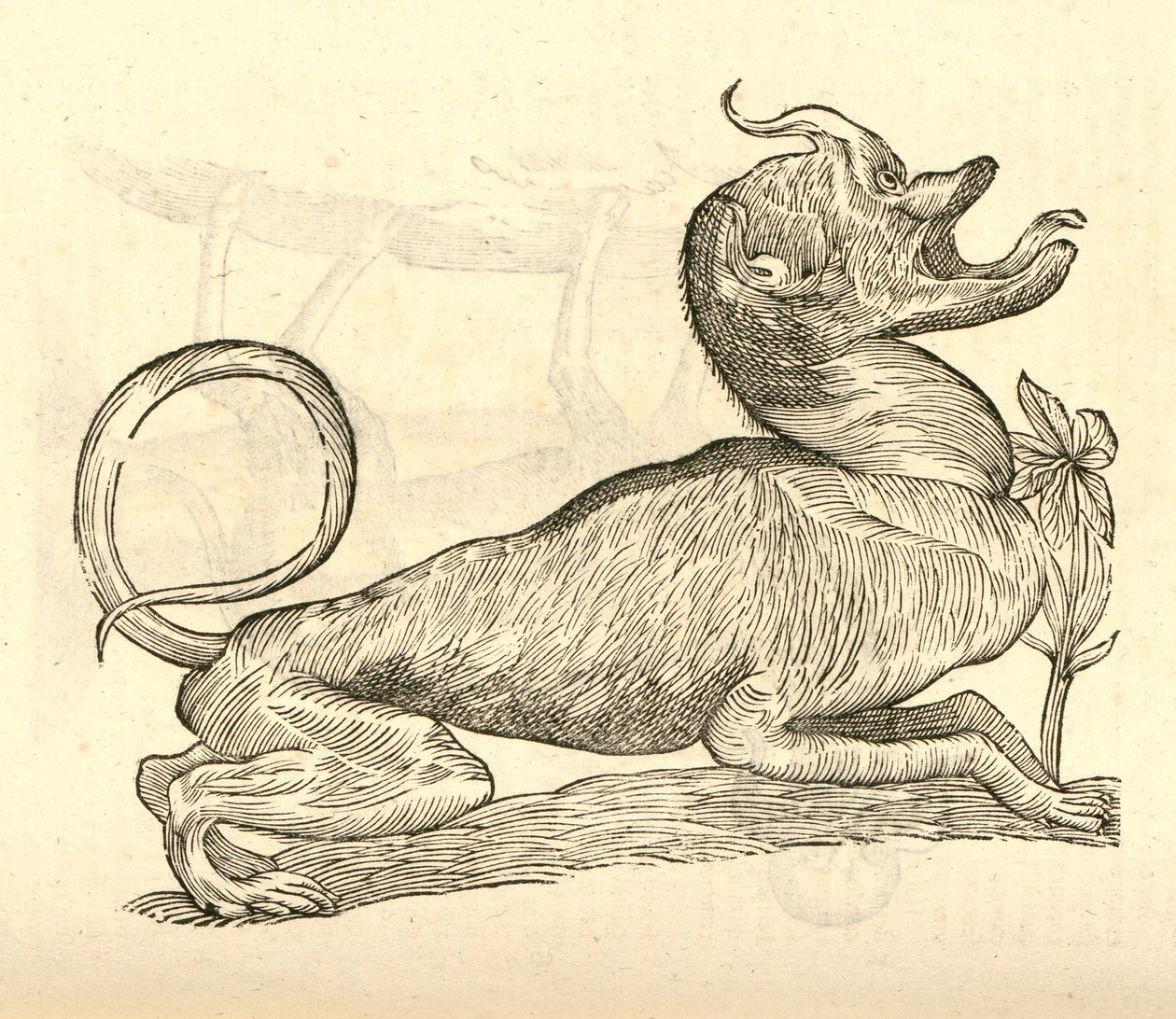 Illustration of Canis monstroso capite from Aldrovandi