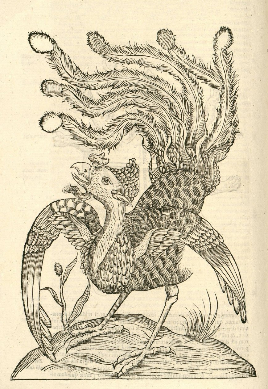 Illustration of Gallus Indicus auritus tridactylus from Aldrovandi