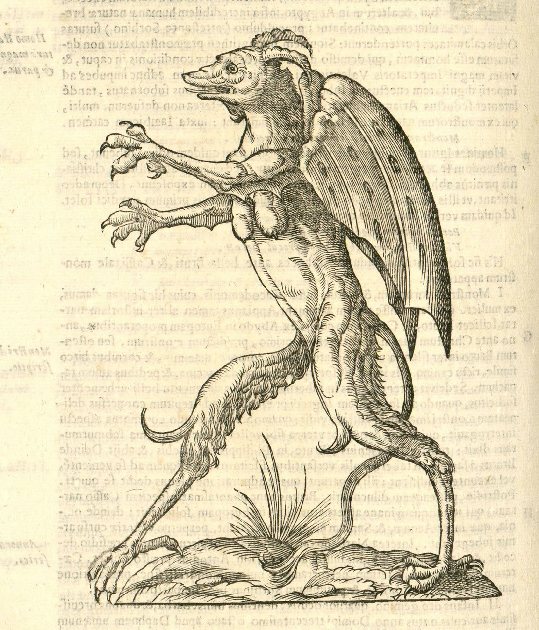 Illustration of Monstrum alatum, & cornutum instar Cacodaemonis from Aldrovandi