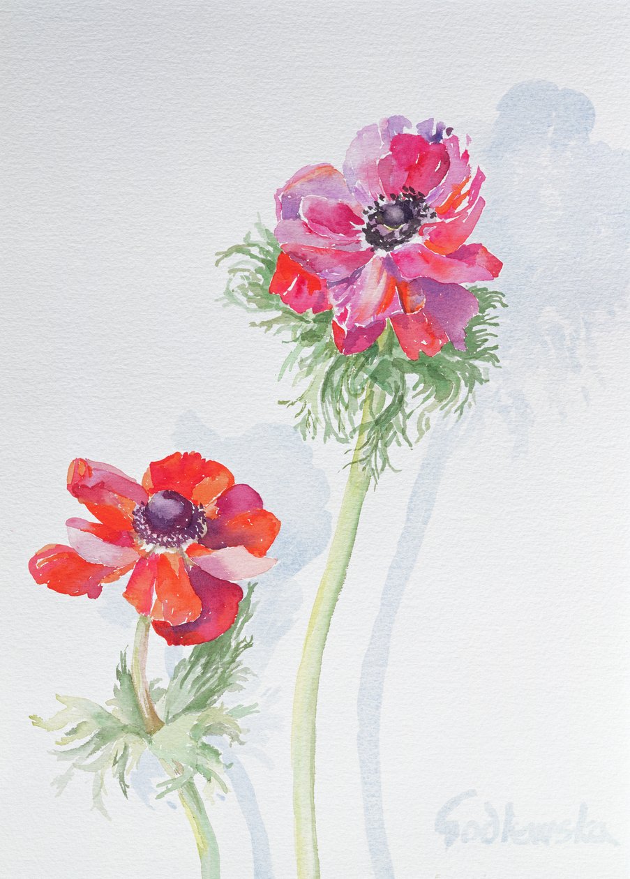 Anemone, 1998 by Izabella Godlewska de Aranda