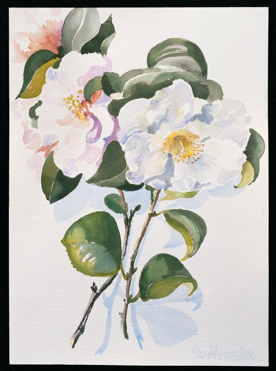 Camelia, 1998 by Izabella Godlewska de Aranda