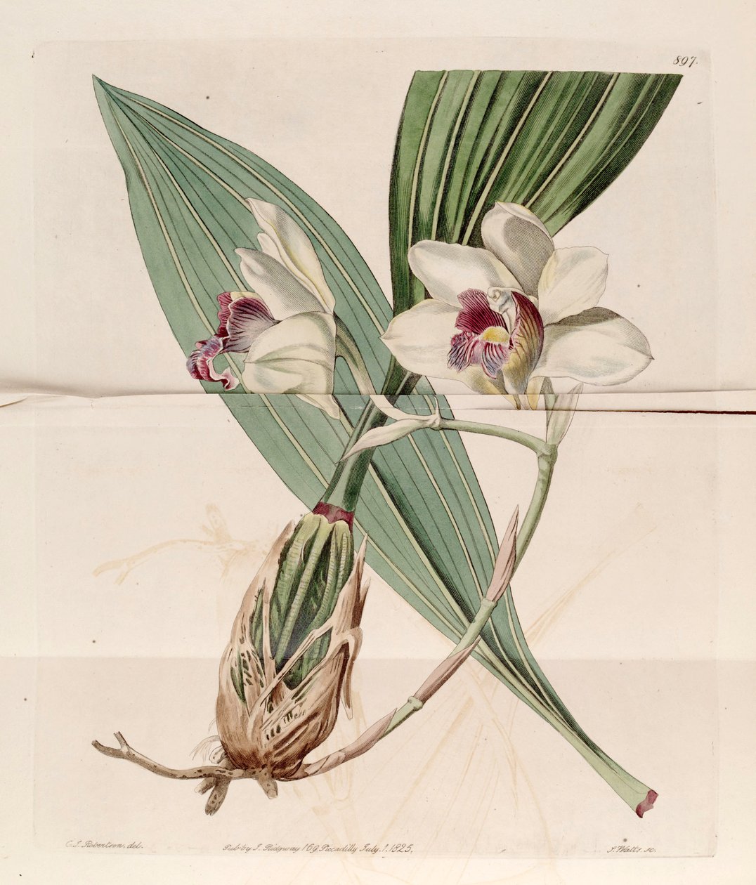 Illustration of Bifrenaria harrisoniae (as syn. Maxillaria harrisoniae) by J. C. Robertson