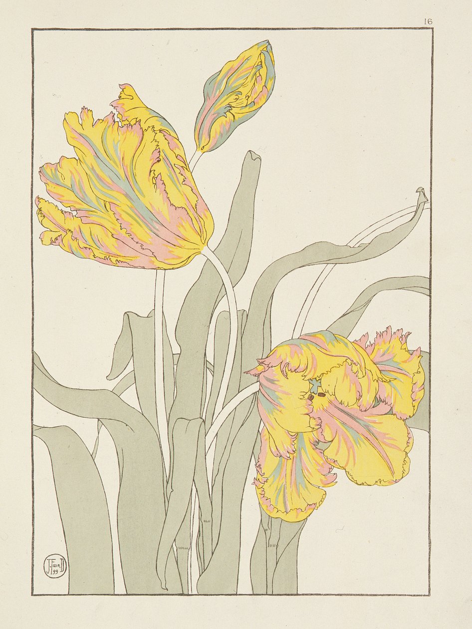 Tulip by J. Foord, plate 16 from Decorative Flower Studies, 1899 by J. Foord