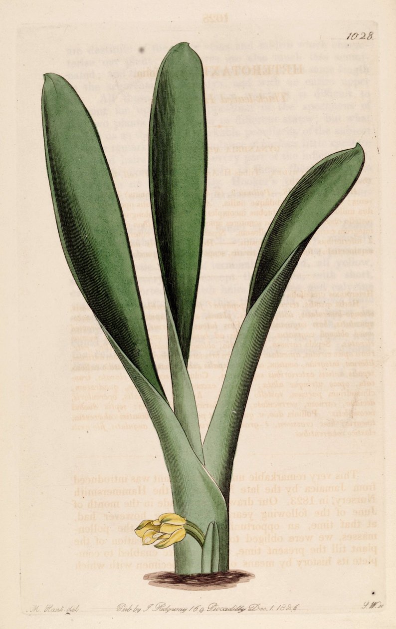 Illustration of Heterotaxis sessilis by Jams  Watts