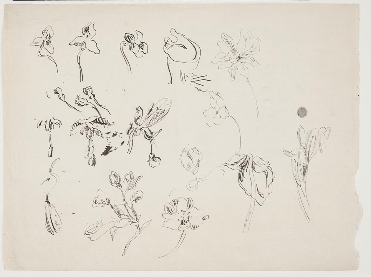 Flower Sketches by J.A. Jerichau