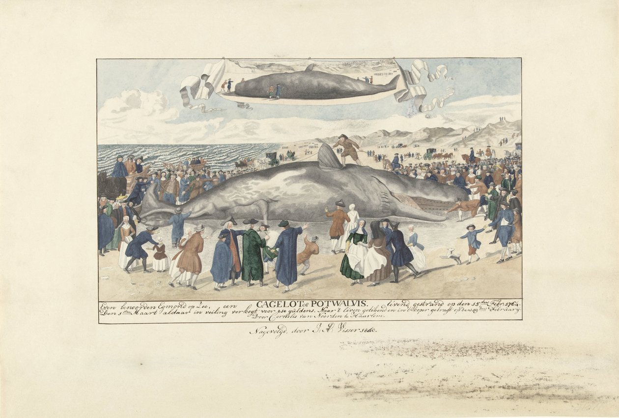 Sperm Whale Stranded at Egmond aan Zee, 1764 by J.A. Visser