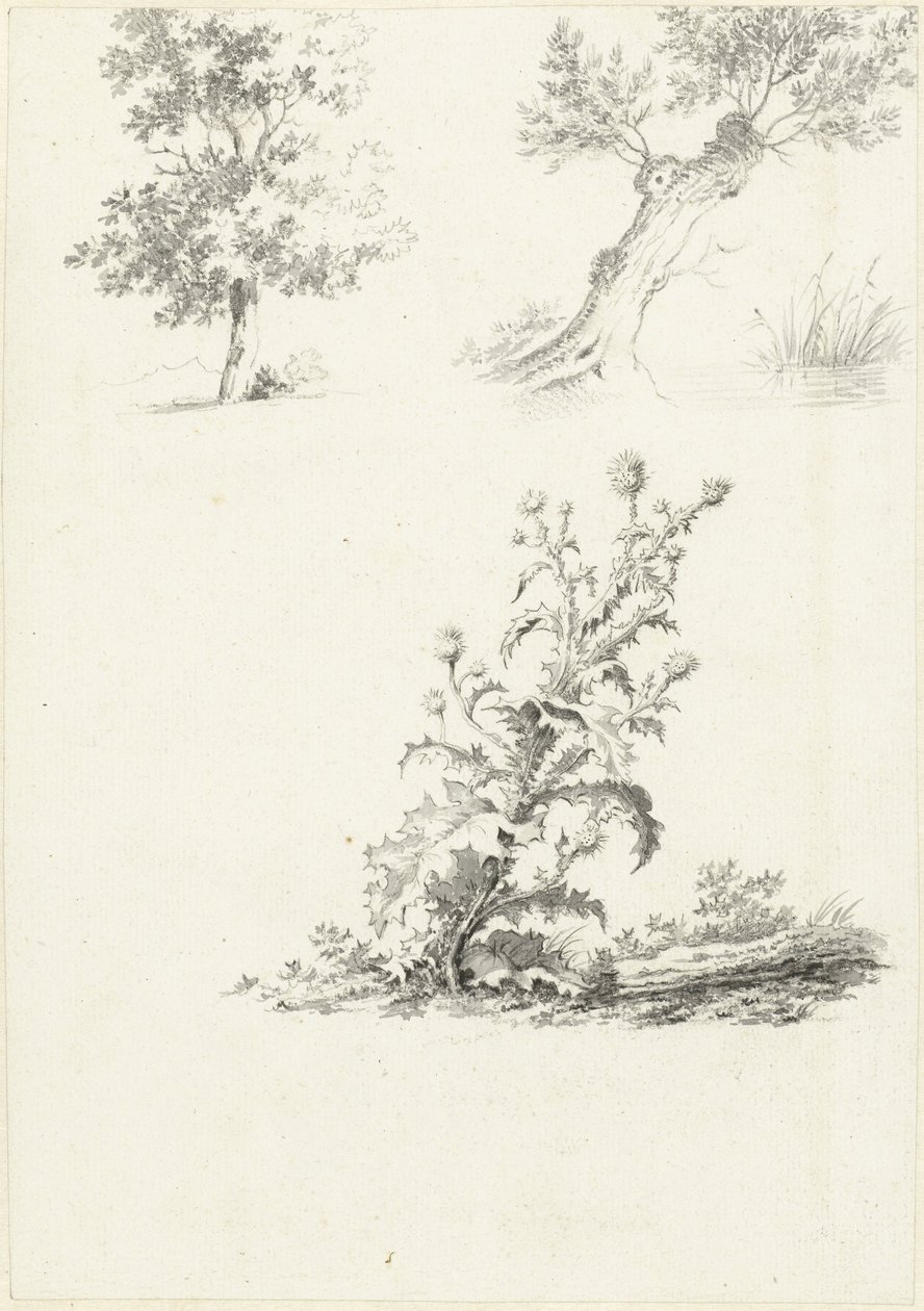 Two Studies of a Tree and a Thistle by J.B. Joss (attributed to)