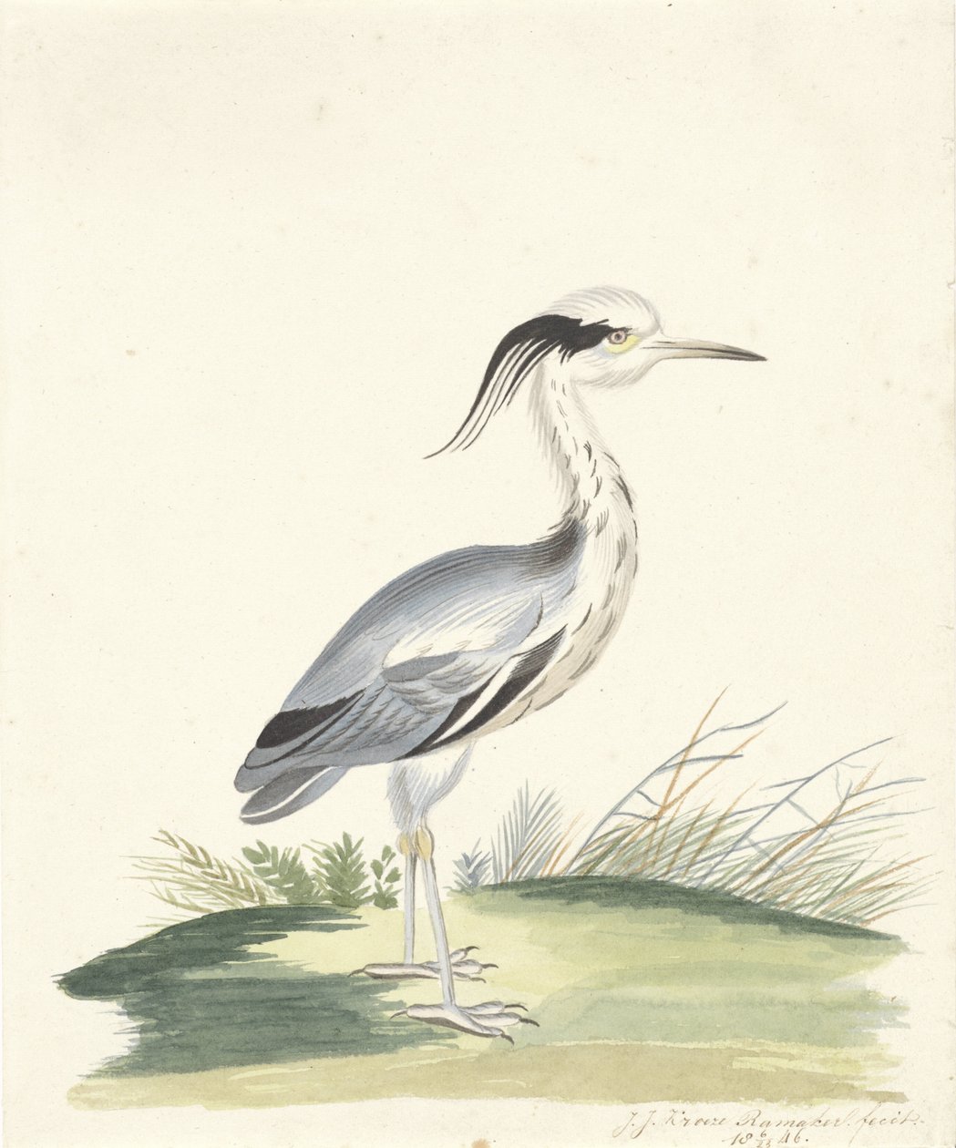 Blue Heron by J.J. Ramaker
