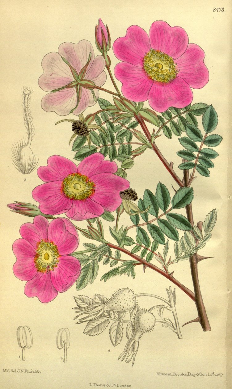 Rosa Sertata by J.N. Fitch
