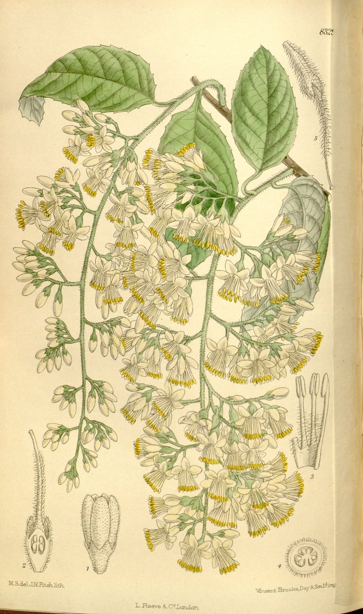 Pterostyrax hispidus, Styracaceae by J.N. Fitch