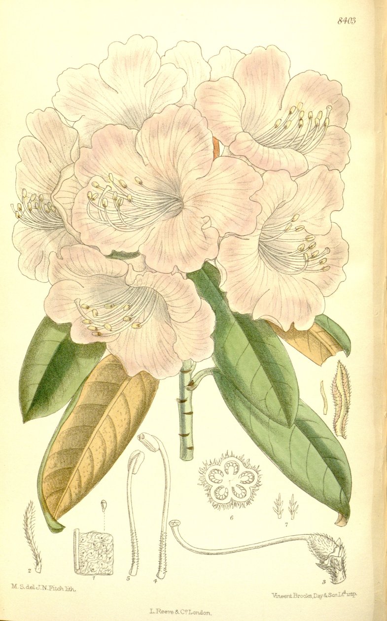 Rhododendron japonicum by J.N. Fitch
