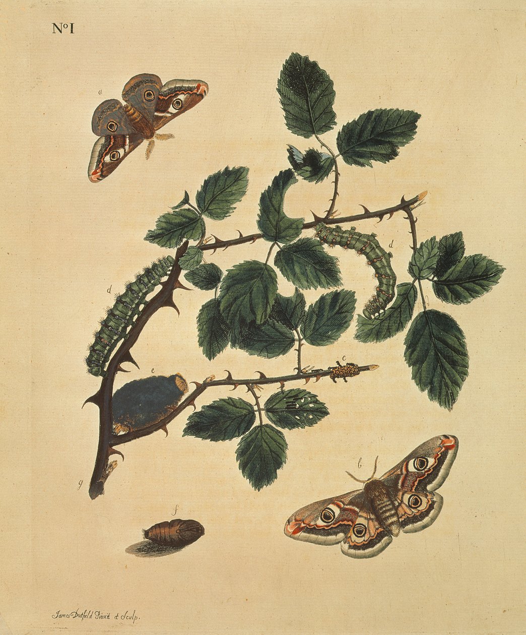 Butterflies, Caterpillars and Plants: Plate 1 by J. Dutfield