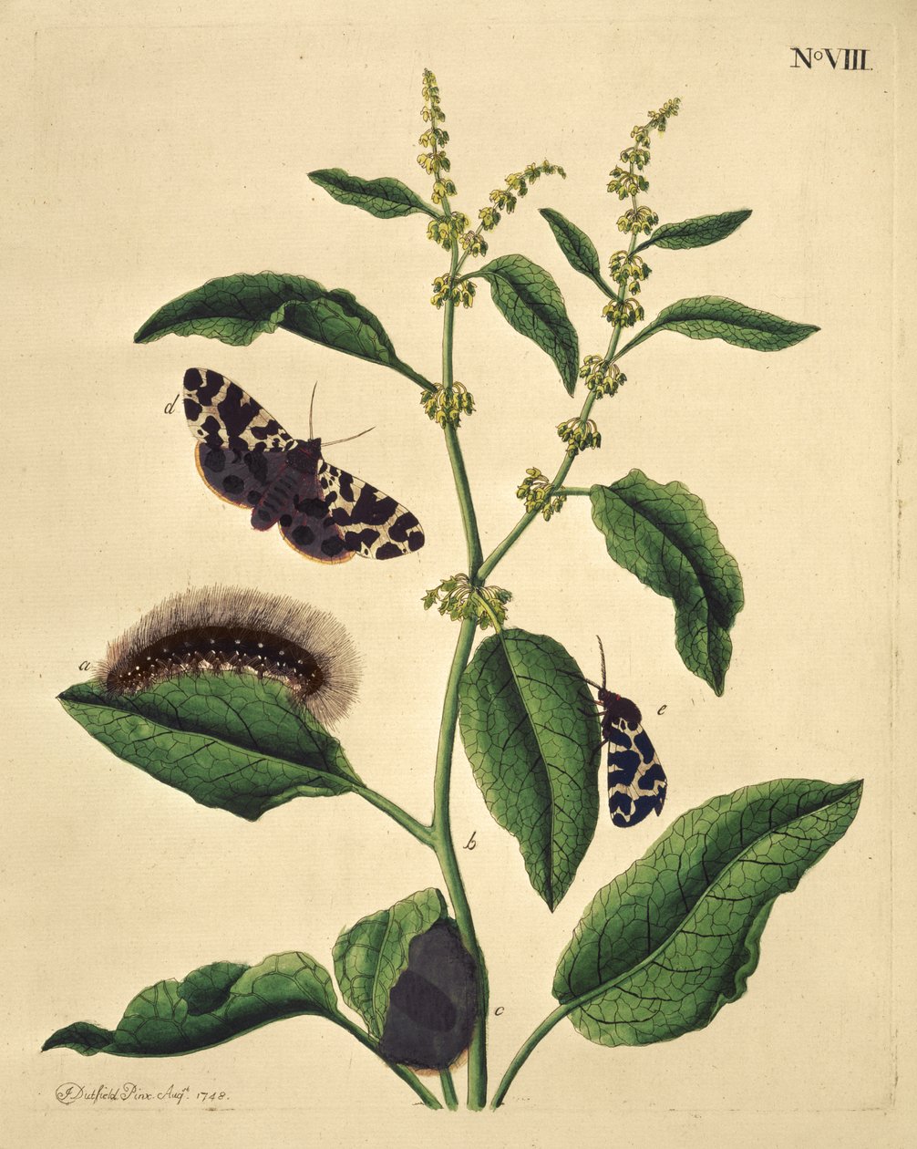 Butterflies, Caterpillars and Plants: Plate VIII by J. Dutfield