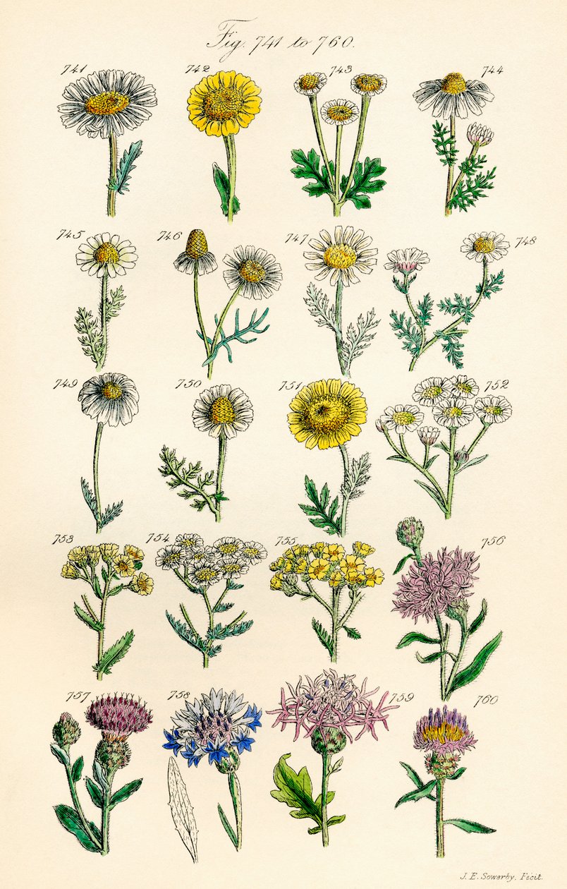 Page of Colour Illustrations from British Wild Flowers after a Work by J. E. Sowerby and C. P. Johnson by J. E. and Johnson C. P.  Sowerby