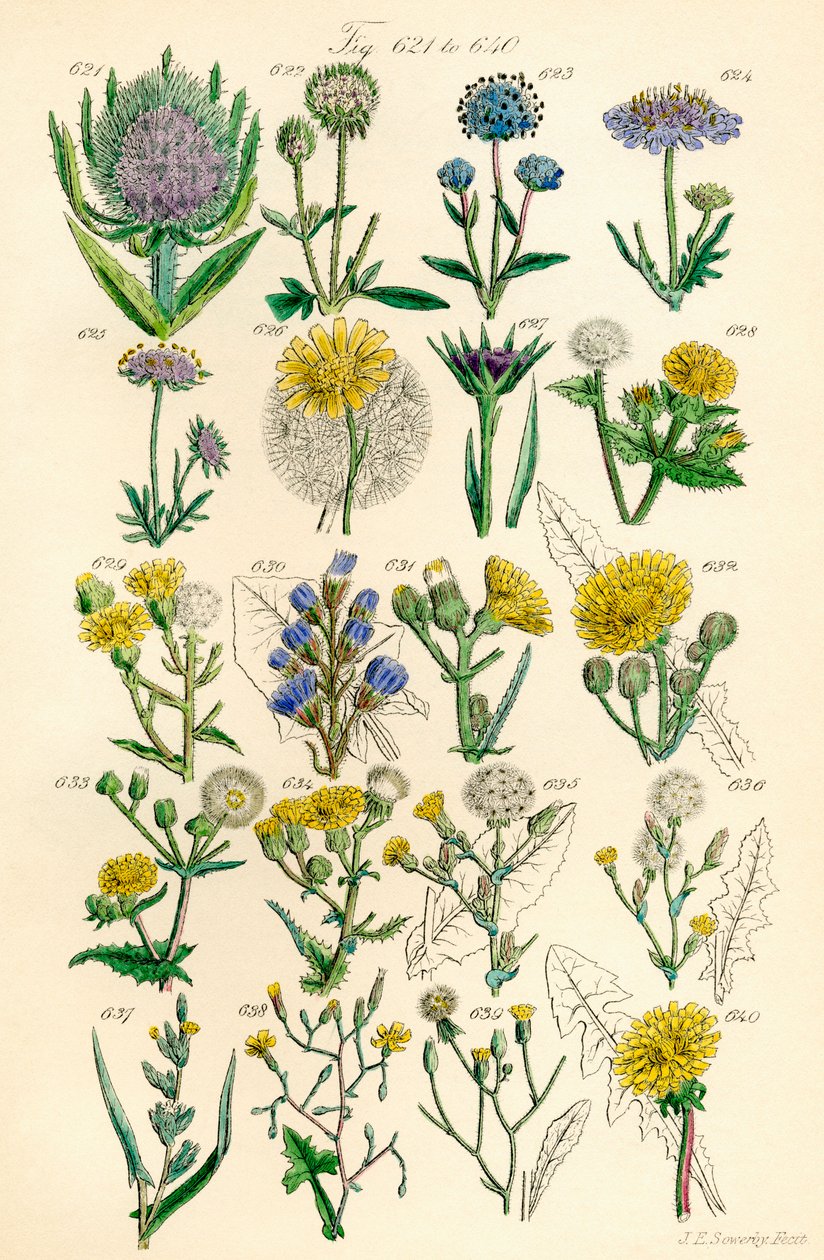 Page of colour illustrations from British Wild Flowers after a work by J. E. Sowerby and C. P. Johnson by J. E. and Johnson C. P.  Sowerby