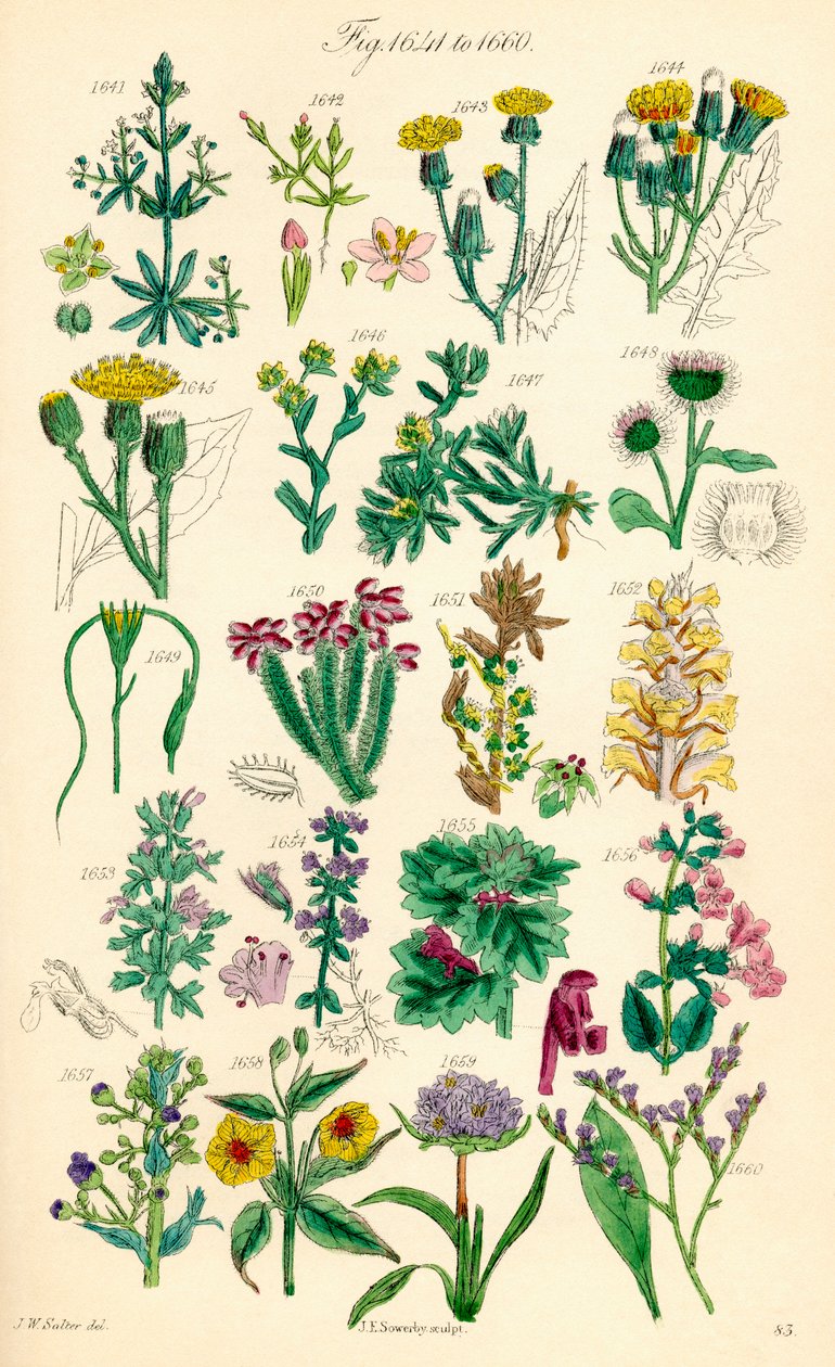 Page of colour illustrations from British Wild Flowers after a work by J. E. Sowerby and C. P. Johnson by J. E. and Johnson C. P.  Sowerby
